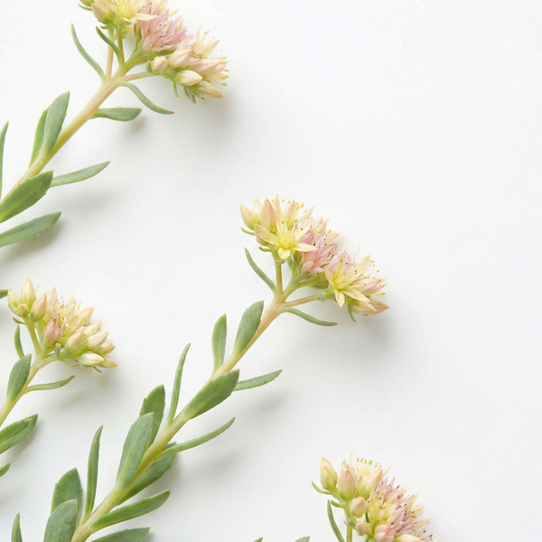 Rhodiola rosea